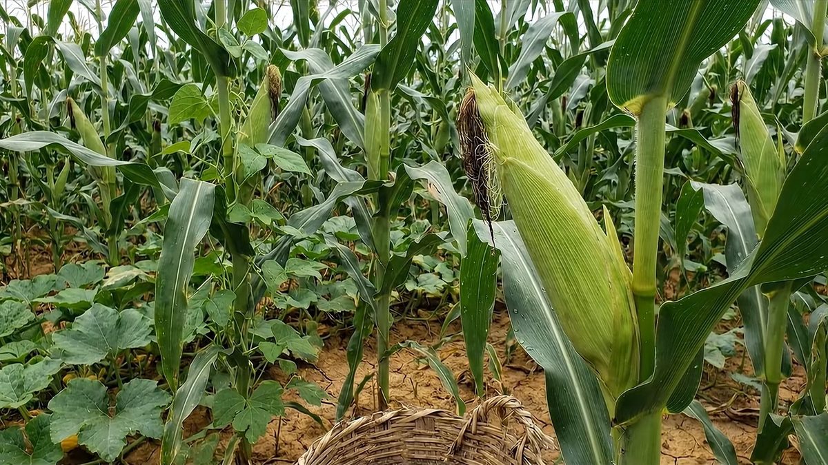 Elote todavía en la planta, envuelto en sus hojas, en una milpa con calabazas al pie.