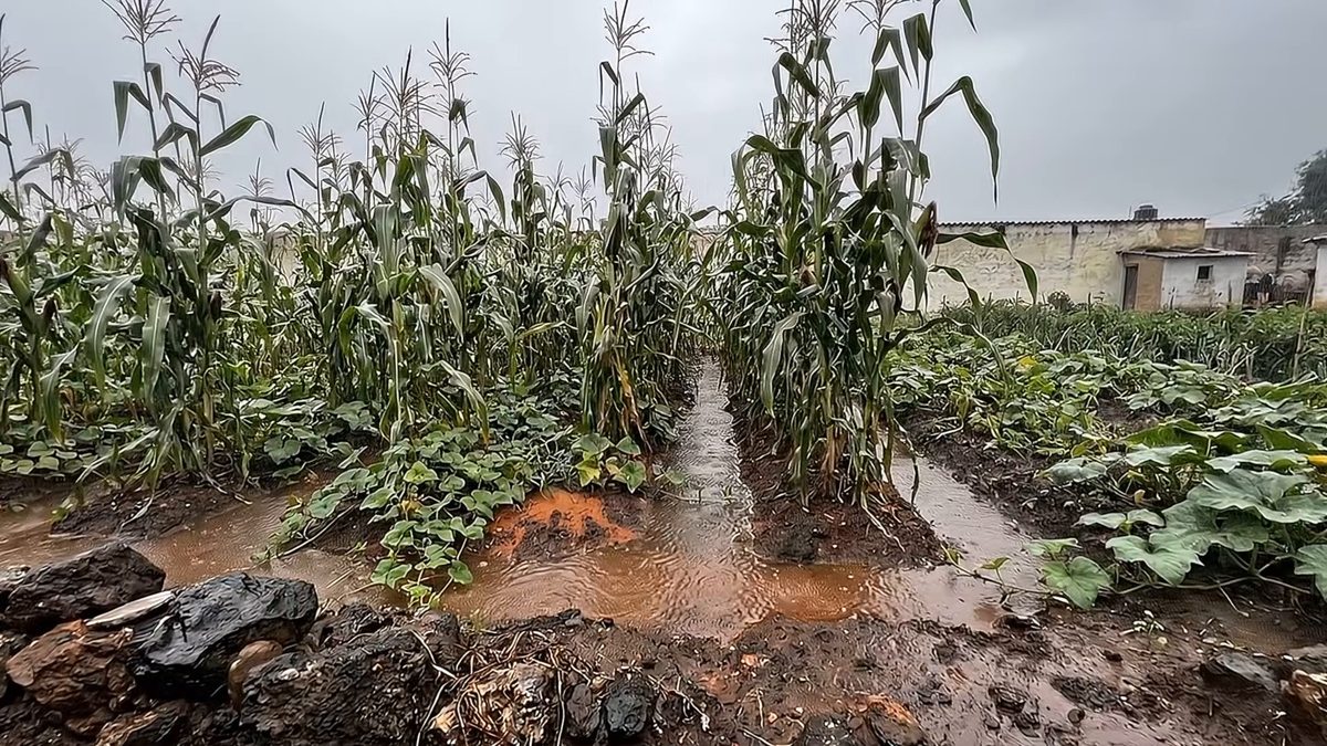 Milpa bajo la lluvia, con agua corriendo entre los surcos.