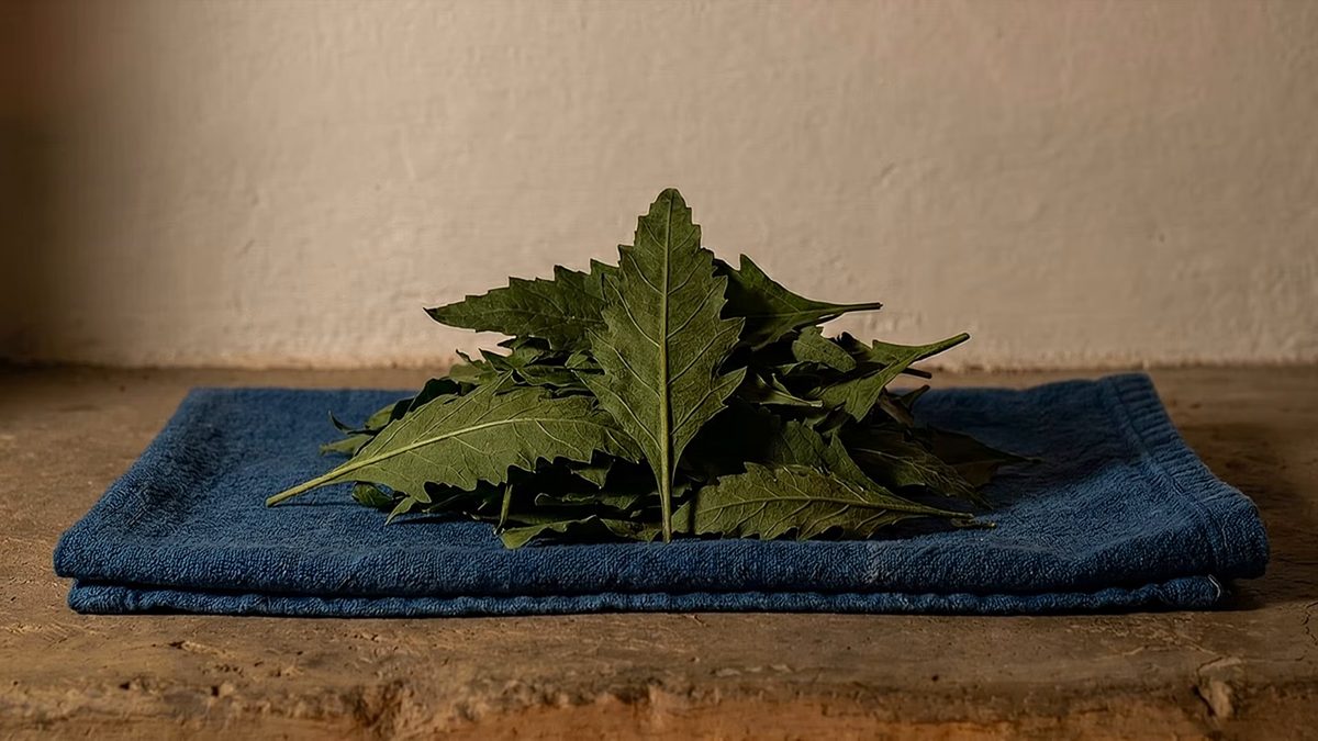 Ramas de epazote sobre un paño azul.