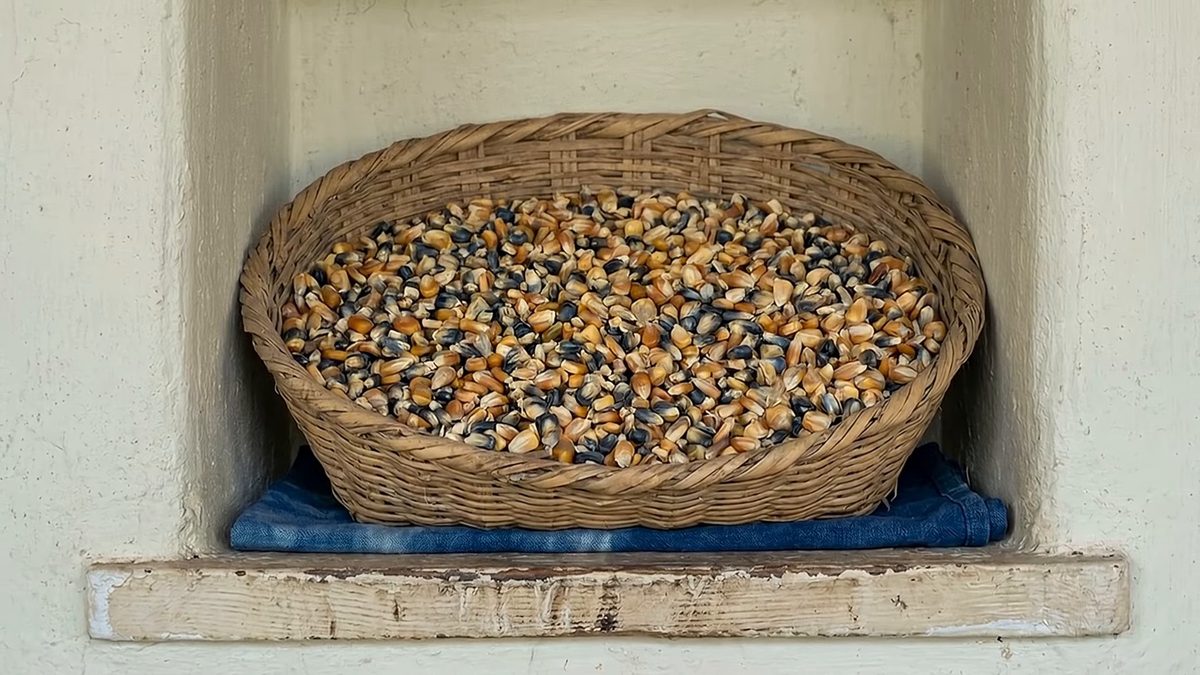 Canasto con granos de maíz de varios colores mezclados, en un nicho encalado sobre un paño azul.